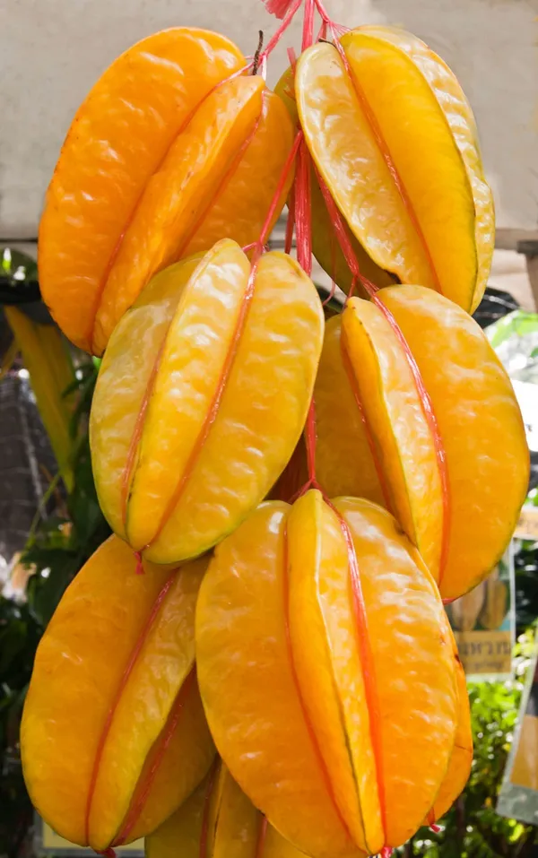 Gaint_Star_Fruit_|_Grafted_and_Hybrid_Plants