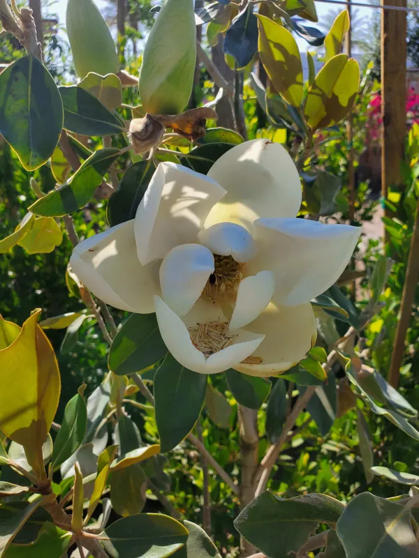 Magnolia_Dwarf