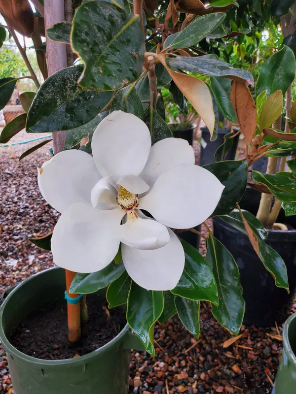 Magnolia_Dwarf