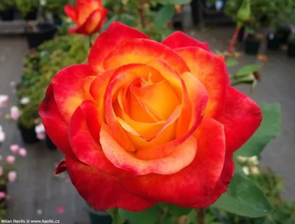 Ellinca_Rose