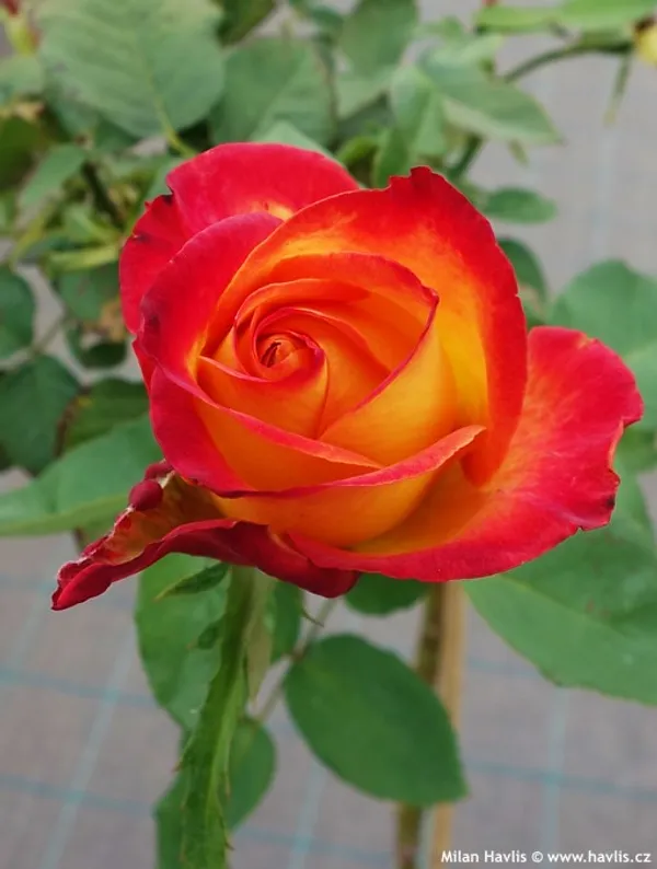 Ellinca_Rose