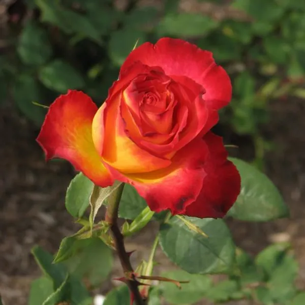 Ellinca_Rose
