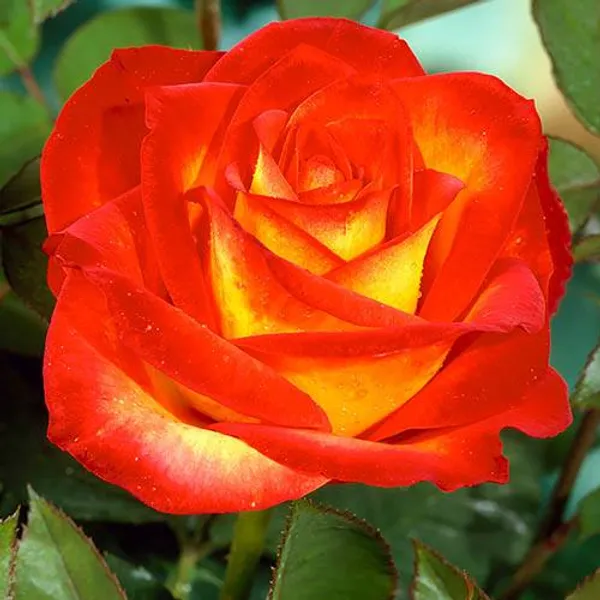 Ellinca_Rose