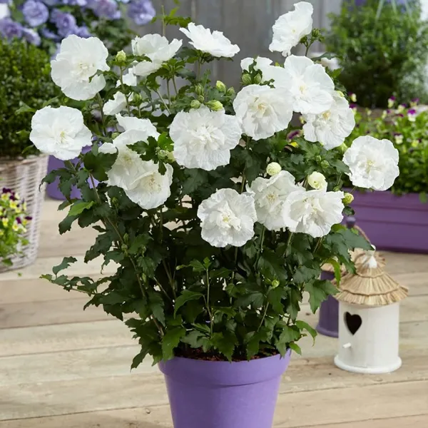 White_Chffion_Hibiscus