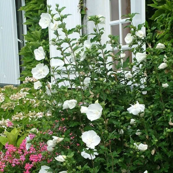 White_Chffion_Hibiscus