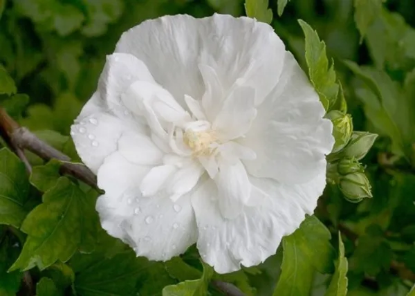 White_Chffion_Hibiscus