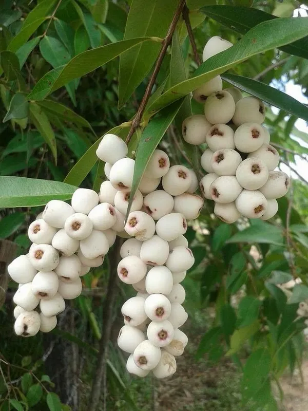 Cats_Eye_Berry_|_Grafted_and_Hybrid_Plants