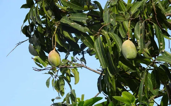 Totapuri_Mango_|_Grafted_and_Hybrid_Plants