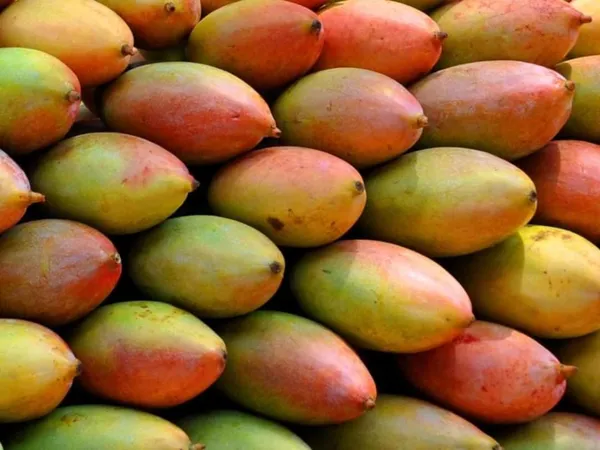 Totapuri_Mango_|_Grafted_and_Hybrid_Plants