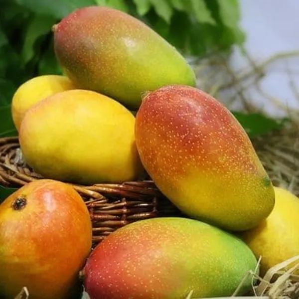 Totapuri_Mango_|_Grafted_and_Hybrid_Plants