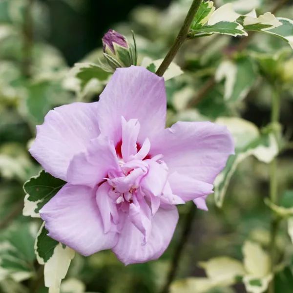Summer_Ruffle_Hibiscus