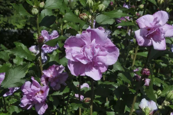 Summer_Ruffle_Hibiscus