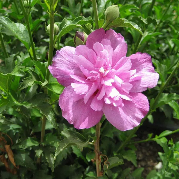 Summer_Ruffle_Hibiscus