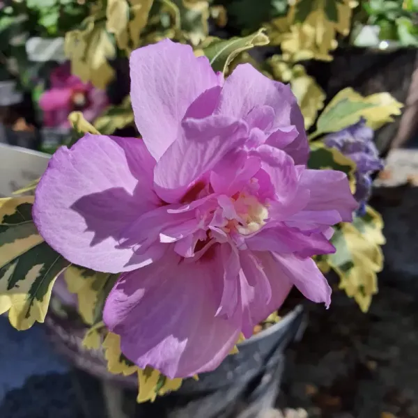 Summer_Ruffle_Hibiscus