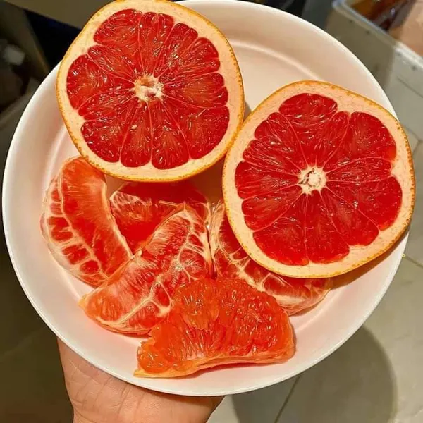 Morocco_Red_Orange_|_Grafted_and_Hybrid_Plants