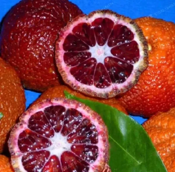 Morocco_Red_Orange_|_Grafted_and_Hybrid_Plants