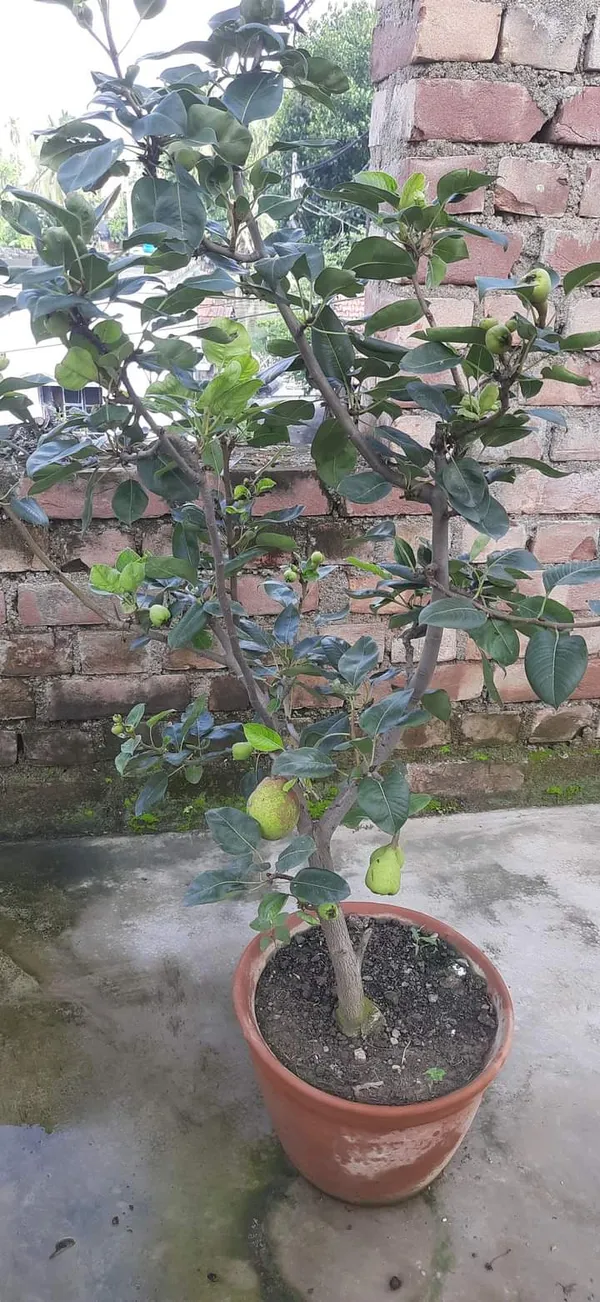 Pear_plant_|_Grafted_and_Hybrid_Plant