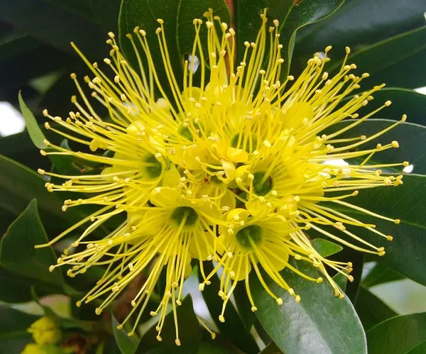 First_Love_yellow