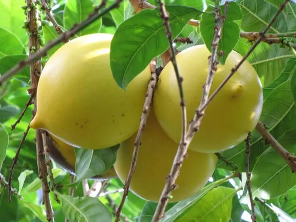 Abiu_Fruit_Plant_|_Grafted_and_Hybrid_Plants