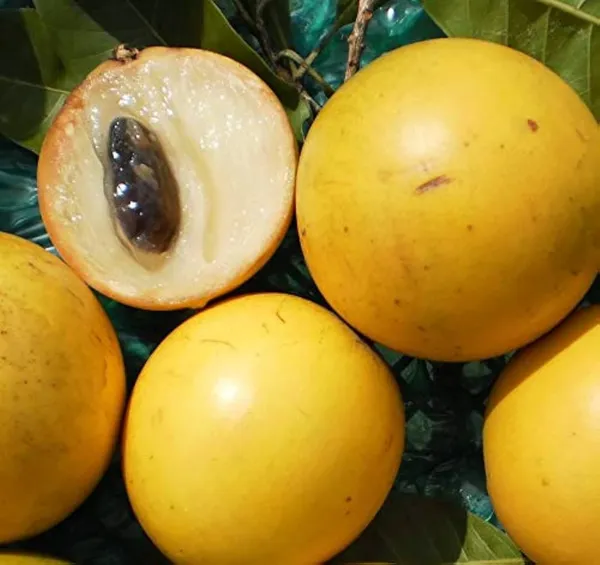 Abiu_Fruit_Plant_|_Grafted_and_Hybrid_Plants