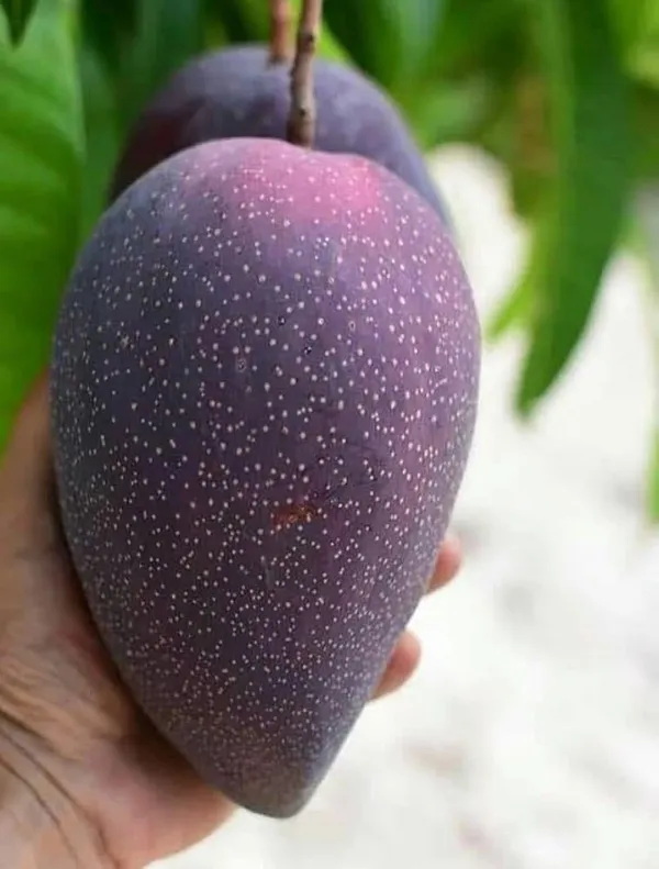 B-N_7_Mango