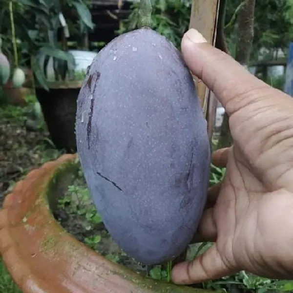 B-N_7_Mango
