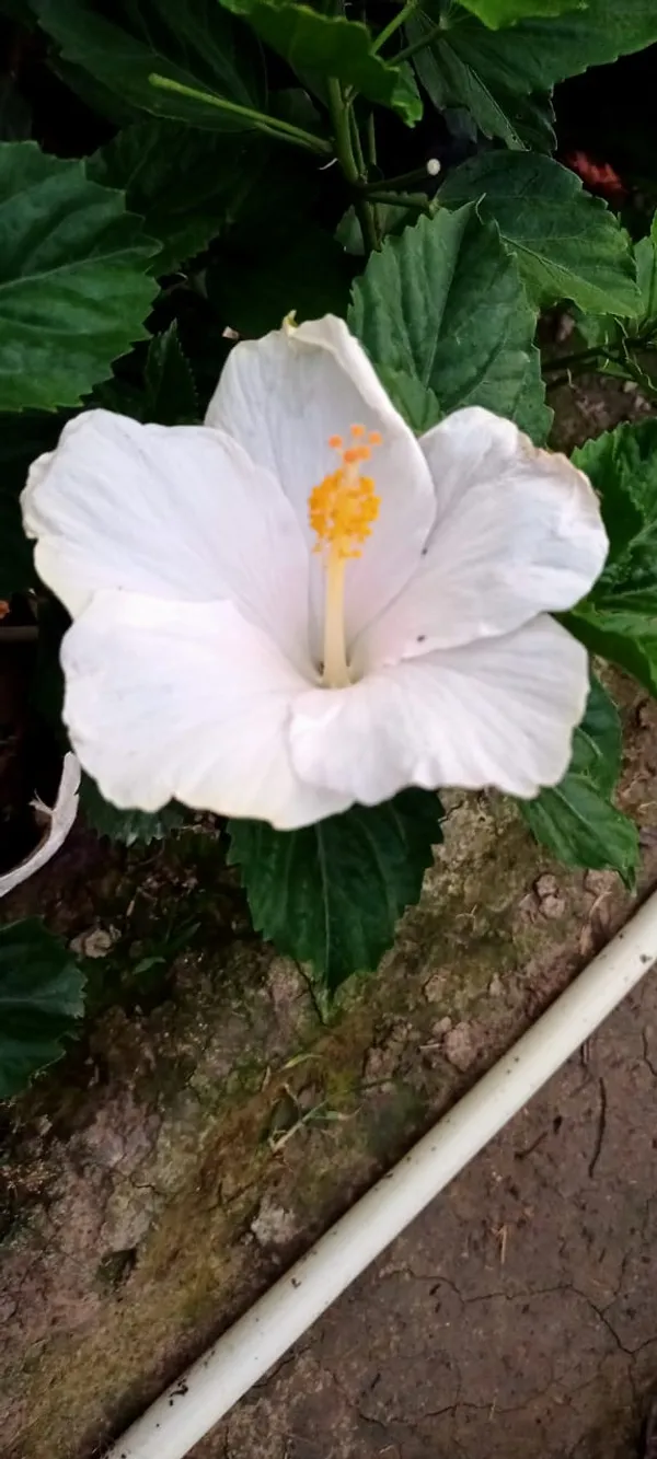 Pure_White_Hibiscus