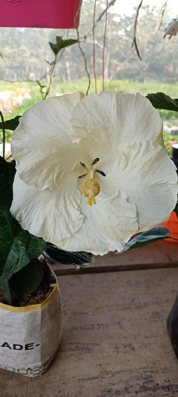 Pure_White_Hibiscus