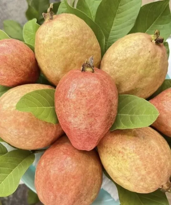 Malaysian_Guava_Plant_|_Grafted_and_Hybrid_Plants