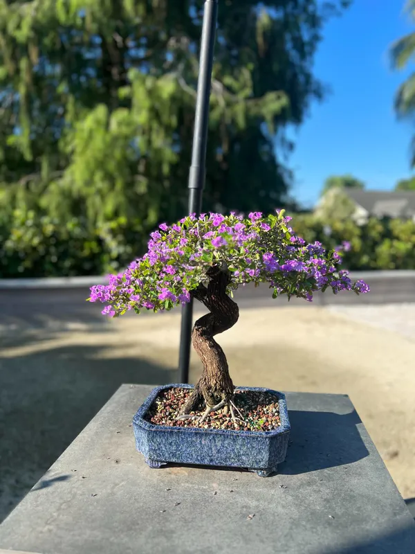 schnellwachsende bonsai ILEX tama - Outdoor-bonsai - Pflegeleicht main image 0
