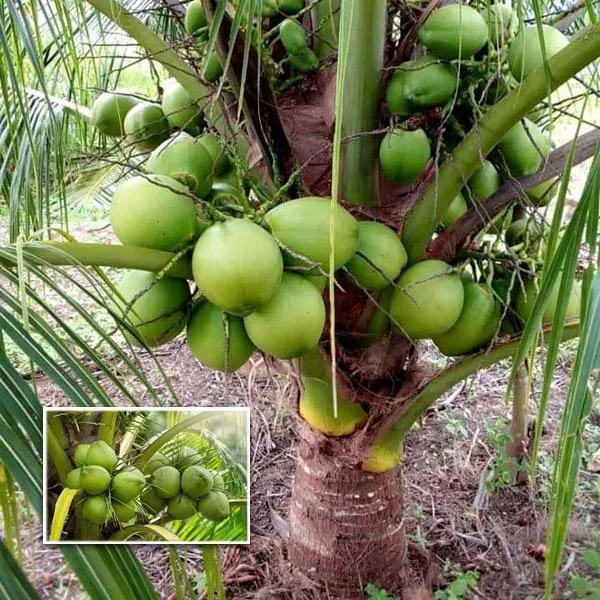 Gangabardhan_Coconut,Dwarf_|_Grafted_and_Hybrid_Plants