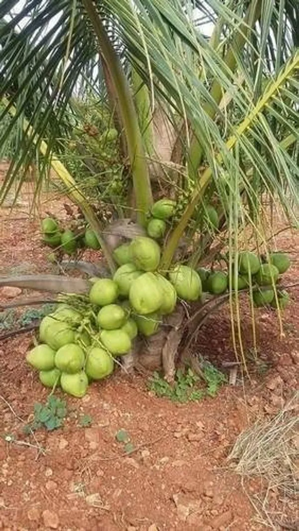 Gangabardhan_Coconut,Dwarf_|_Grafted_and_Hybrid_Plants