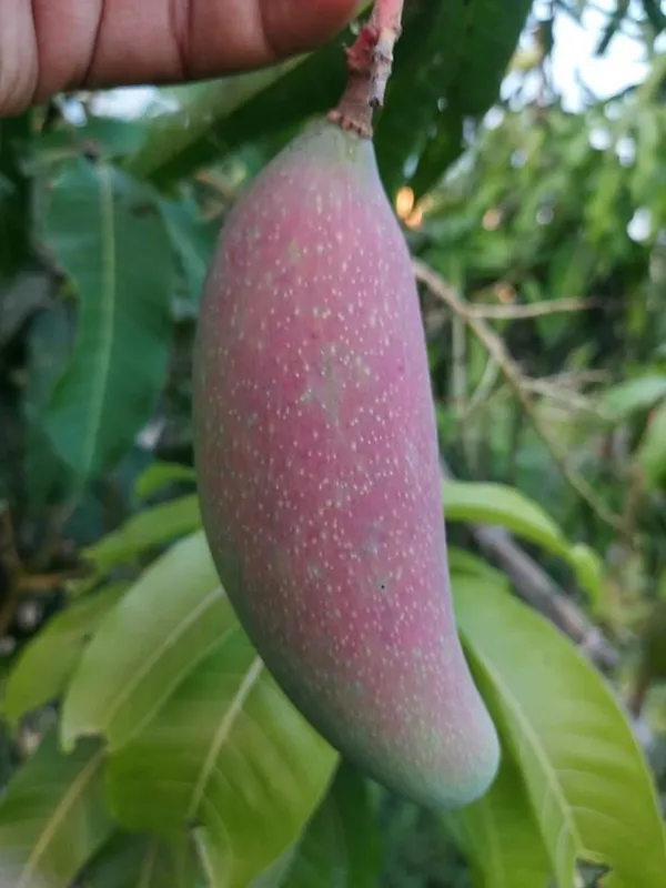 Chyang_Mai_Mango_Plant_|_Grafted_and_Hybrid_Plants