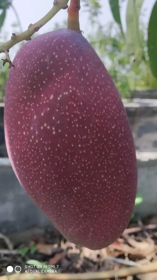 Chyang_Mai_Mango_Plant_|_Grafted_and_Hybrid_Plants
