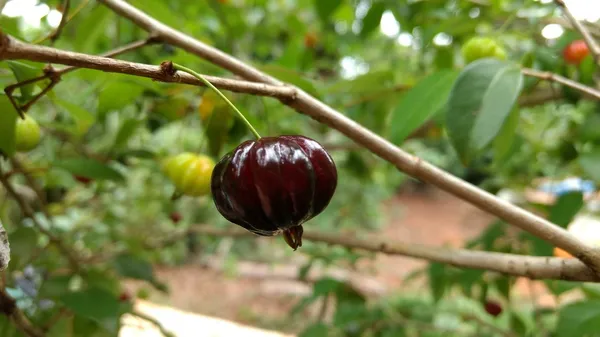 Black_Surinam_cherry_|_Grafted_and_Hybrid_Plants