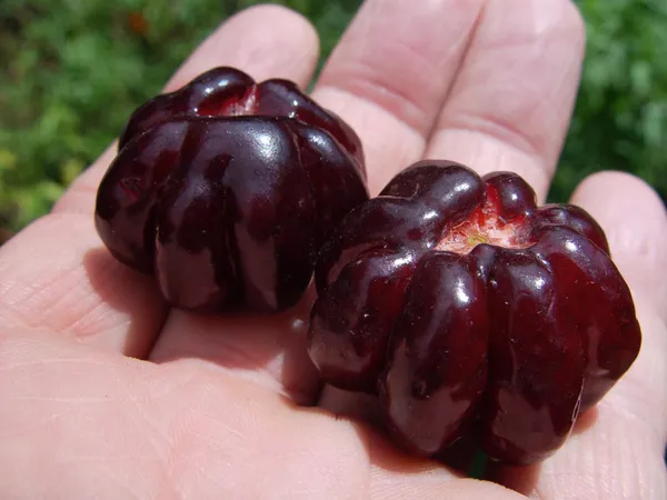 Black_Surinam_cherry_|_Grafted_and_Hybrid_Plants