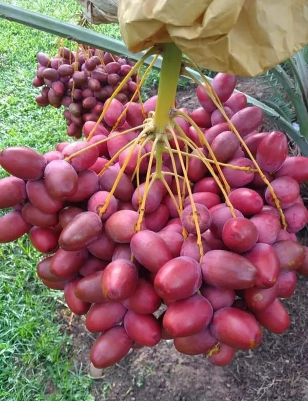 Date_Plum_(Hayani_Veriety)
