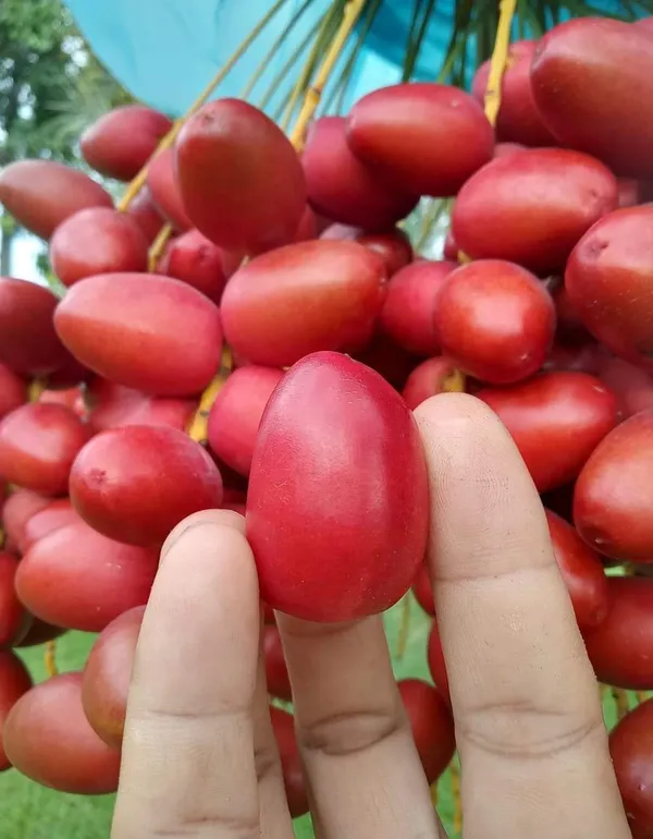Date_Plum_(Hayani_Veriety)