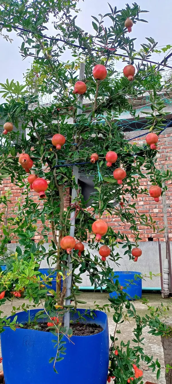 Super_Vagoa_Anar_|_Grafted_and_Hybrid_Plants