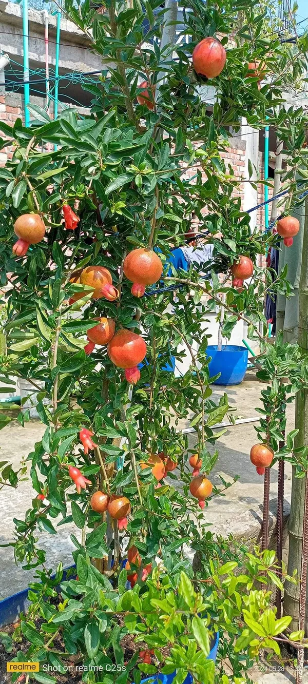 Super_Vagoa_Anar_|_Grafted_and_Hybrid_Plants