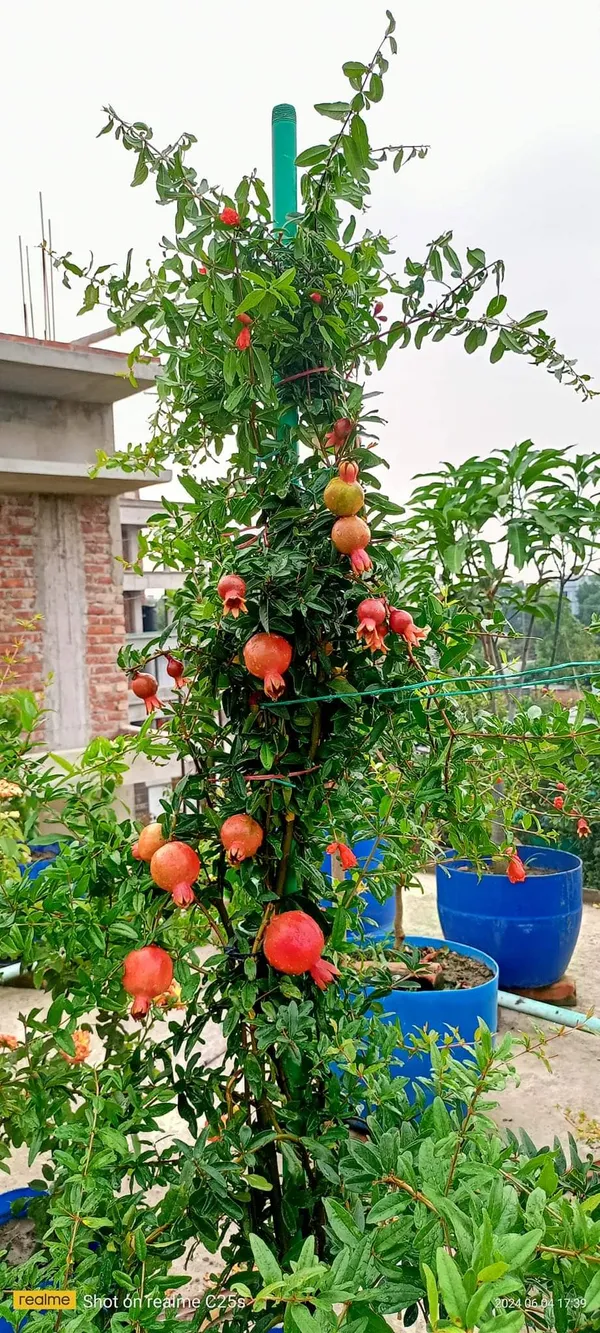 Super_Vagoa_Anar_|_Grafted_and_Hybrid_Plants