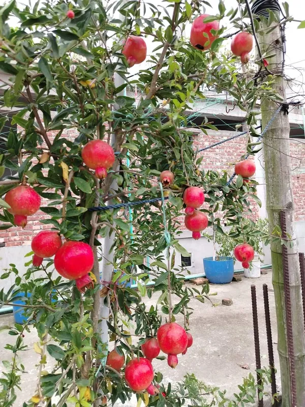 Super_Vagoa_Anar_|_Grafted_and_Hybrid_Plants