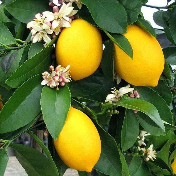 Kagaji_Lemon_Plant_|_Grafted_and_Hybrid_Plants