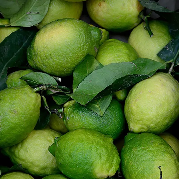 Kagaji_Lemon_Plant_|_Grafted_and_Hybrid_Plants