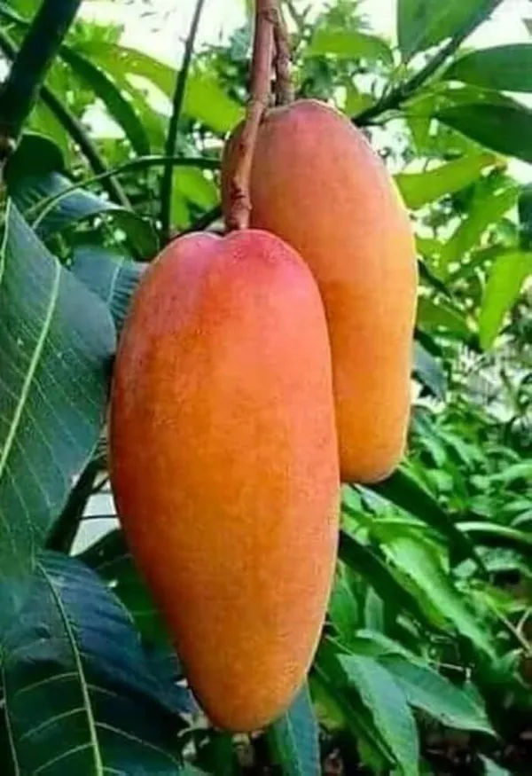 Honey_Dew_Mango_|_Grafted_and_Hybrid_Plants