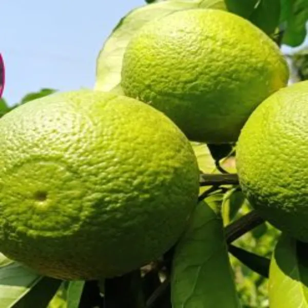Malta_Bari_1_Plant_|_Grafted_and_Hybrid_Plants