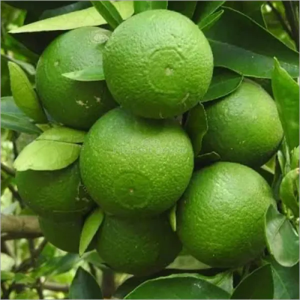 Malta_Bari_1_Plant_|_Grafted_and_Hybrid_Plants