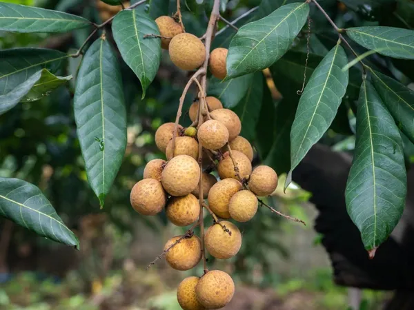 Kuheli_Longan_Plant_|_Grafted_and_Hybrid_Plants