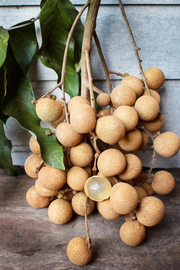 Kuheli_Longan_Plant_|_Grafted_and_Hybrid_Plants