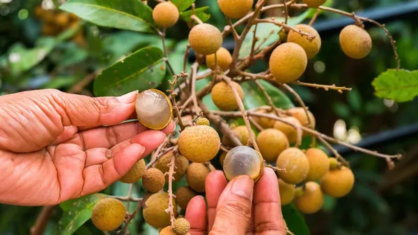Kuheli_Longan_Plant_|_Grafted_and_Hybrid_Plants